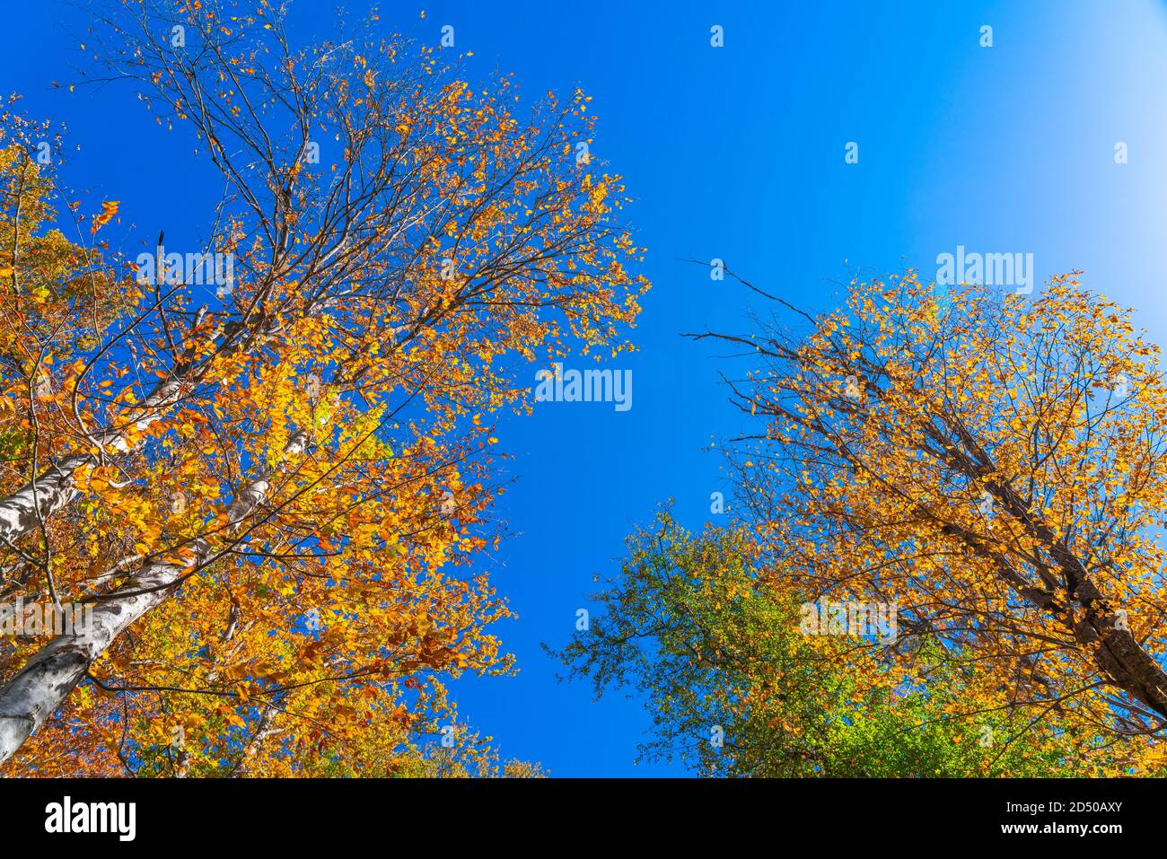 Foliage in forest hi-res stock photography and images - Alamy