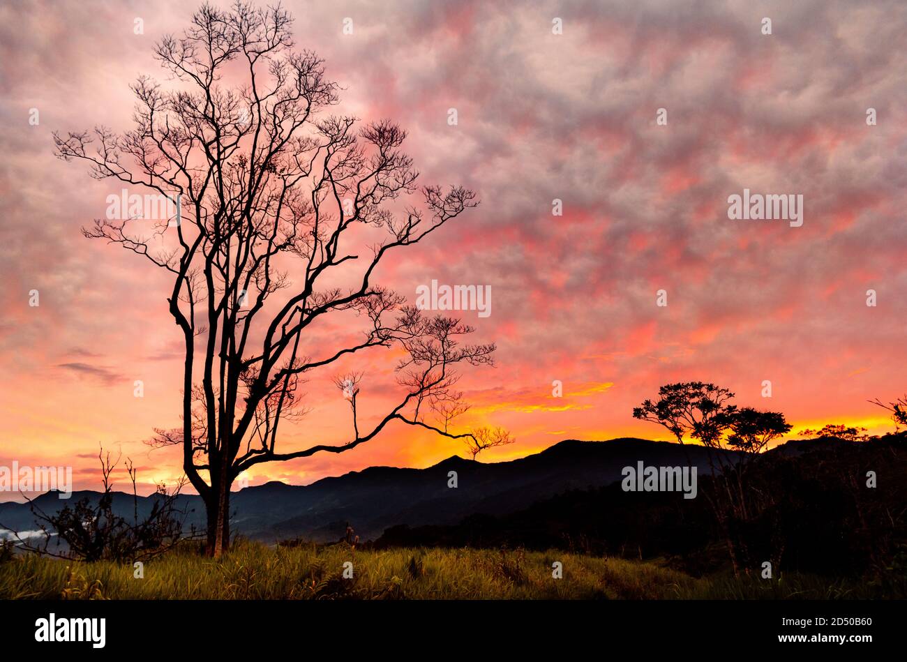 Silhouettes of trees under the colorful sunset sky Stock Photo - Alamy
