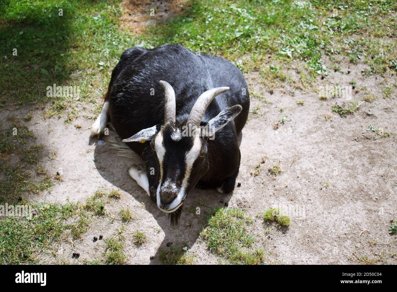 Goat zoo hires stock photography and images Alamy