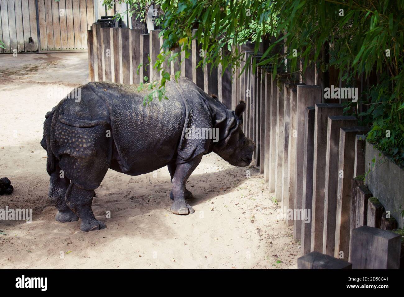 Rhino in Zoo enclosure with horn shaved down Stock Photo