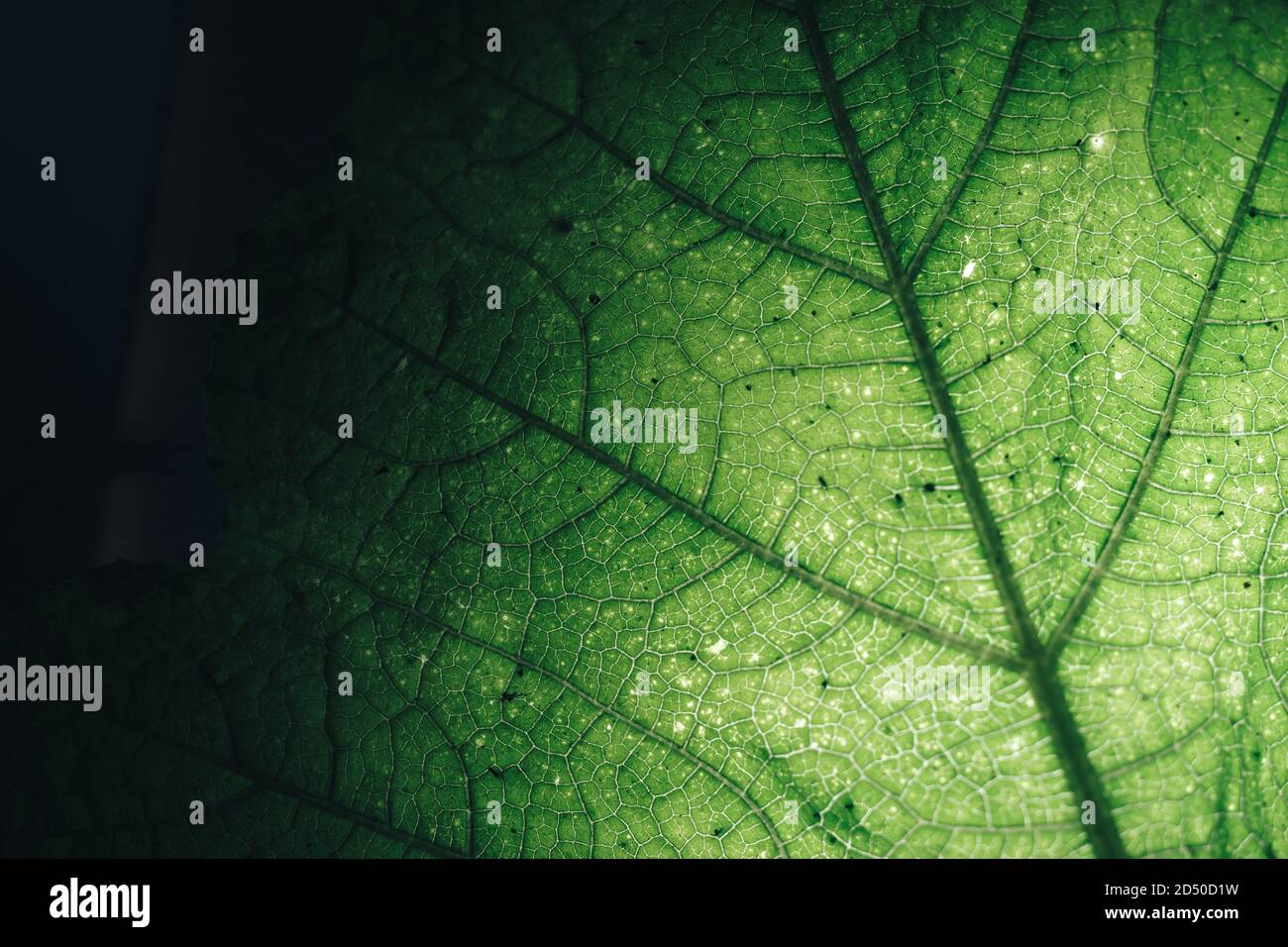Close up beautiful green leaf background texture. Macro photography ...