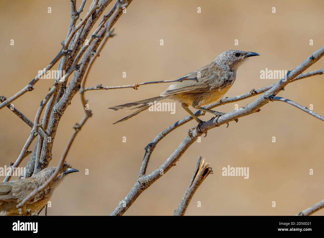 The Arabian babbler (Argya squamiceps) is a passerine bird. It is a communally nesting resident bird of arid scrub in the Middle East which lives toge Stock Photo