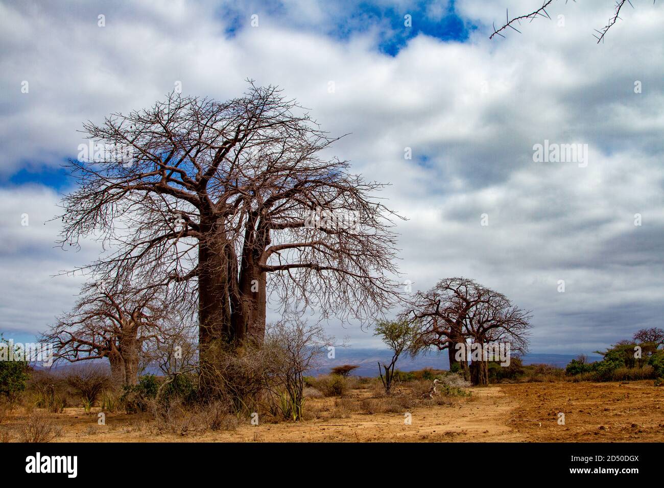 Baobab tree (Adansonia digitata). This tree is found in the hot, dry regions of Sub-Saharan Africa. It has a large trunk for storing water. Photograph Stock Photo
