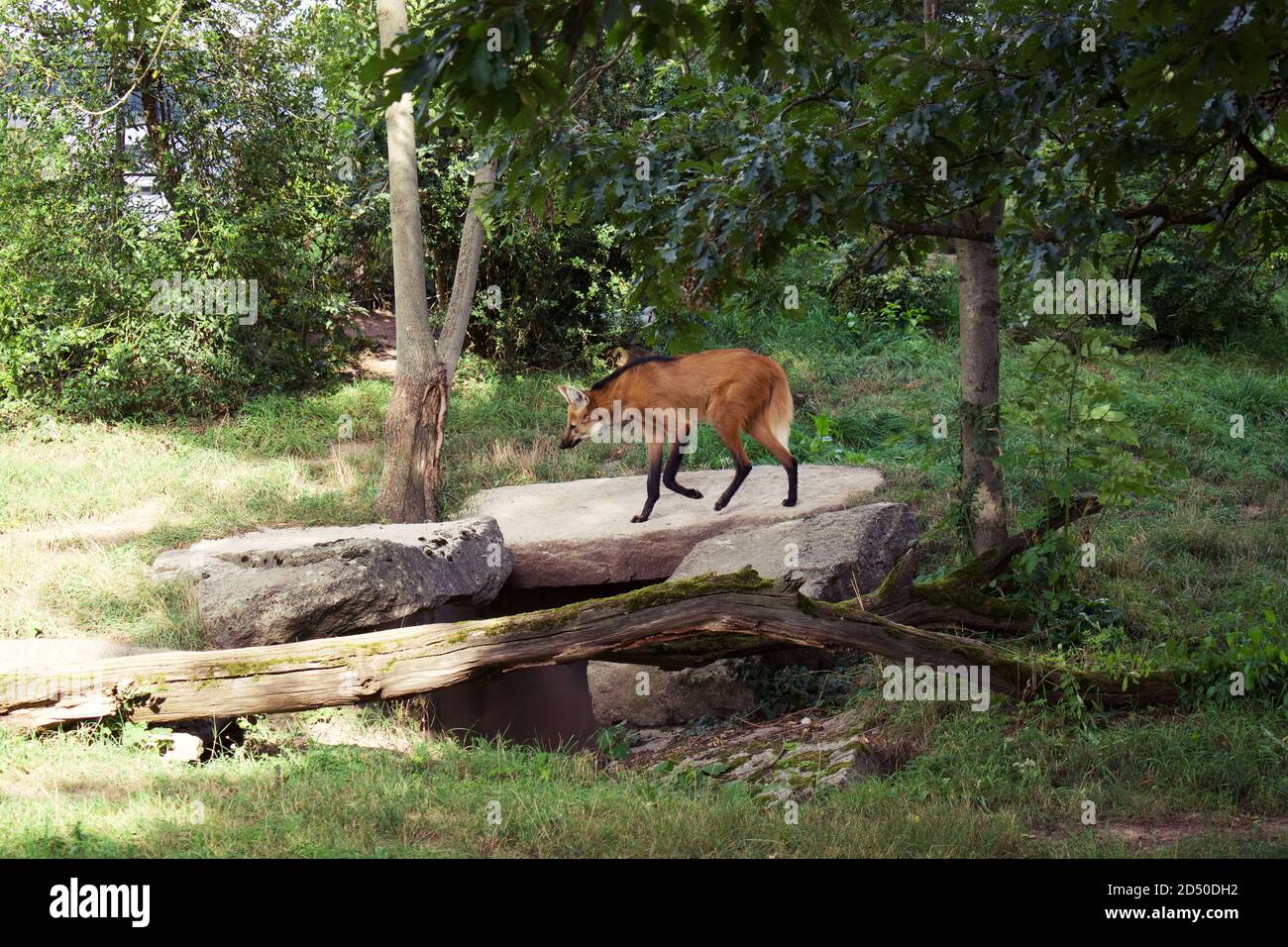 A Maned wolf in a zoo woodland enclosure Stock Photo - Alamy