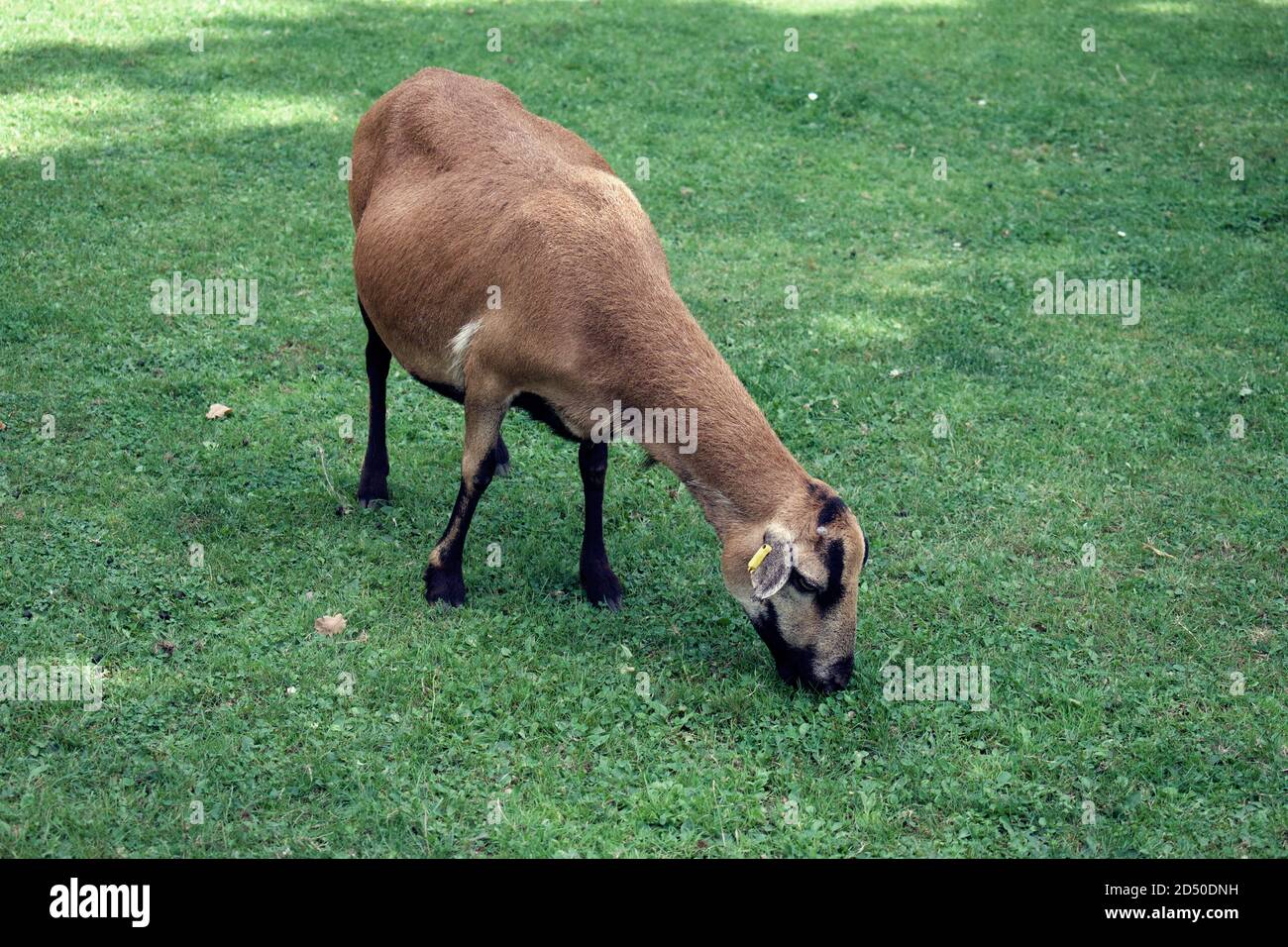 Cute pygmy goat in petting zoo Stock Photo Alamy