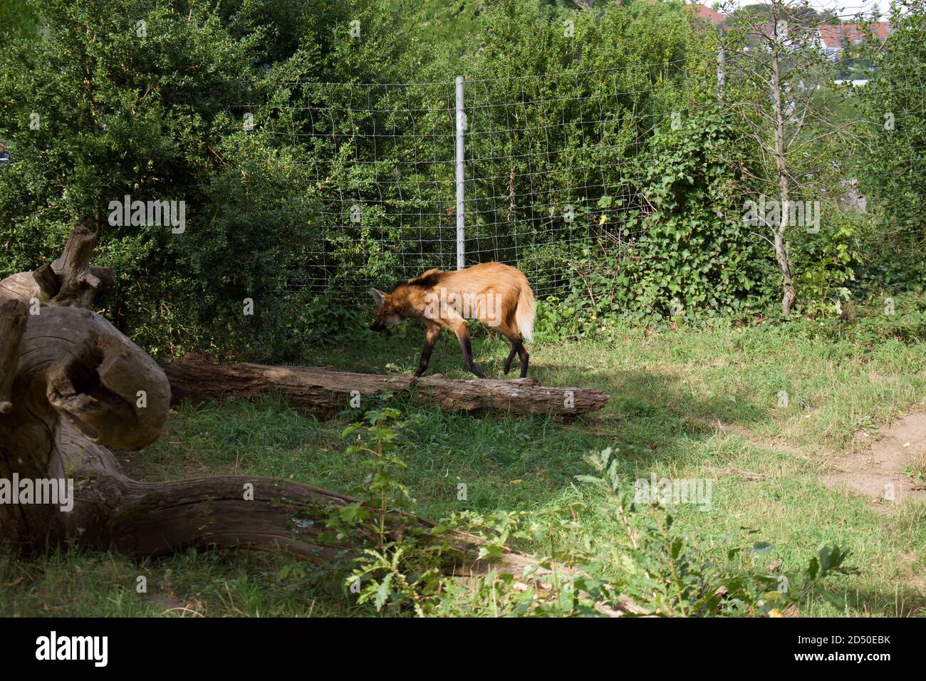 A Maned wolf in a zoo woodland enclosure Stock Photo - Alamy