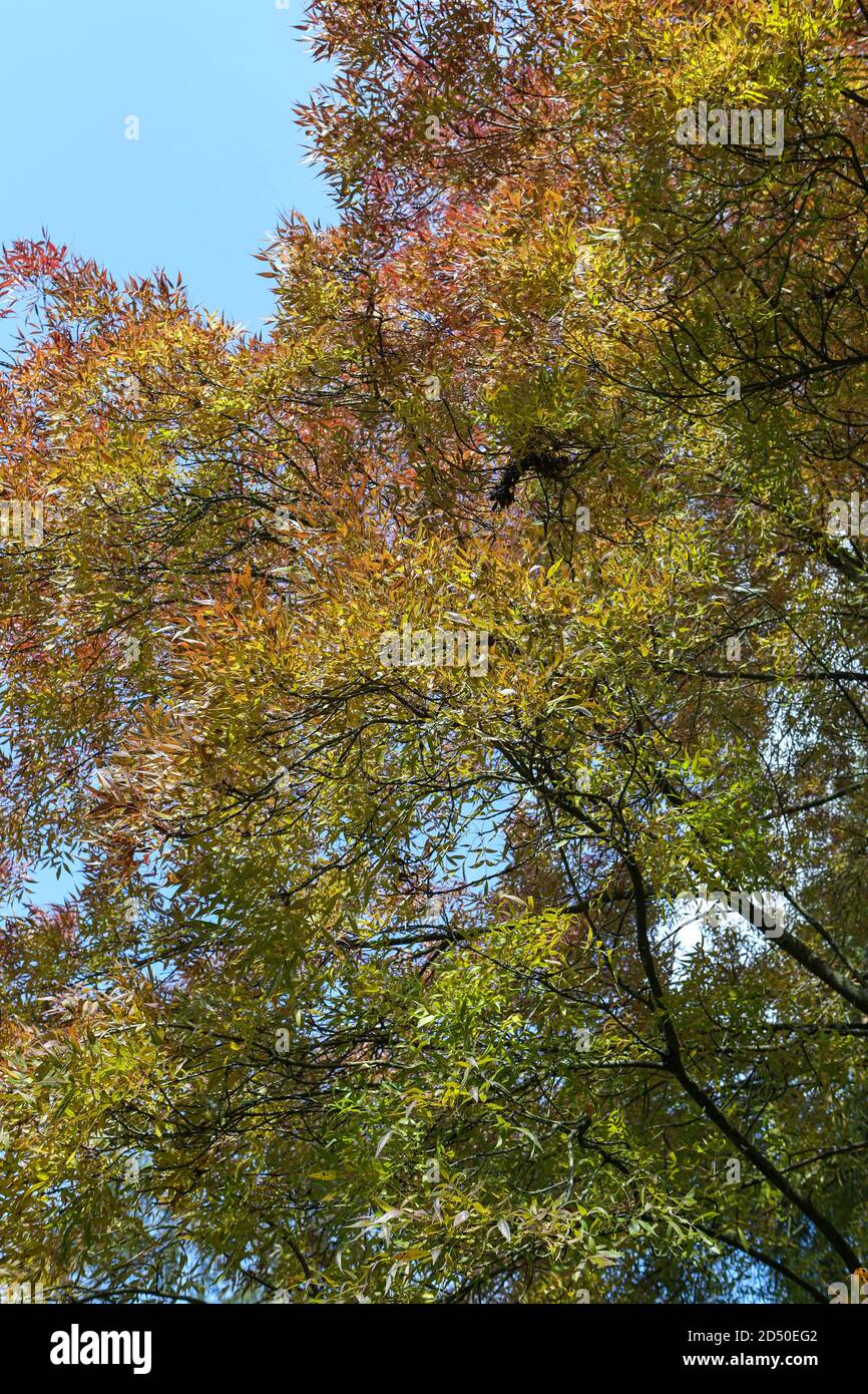 Fraxinus angustifolia 'Raywood' - leaves changing colour in autumn Stock Photo