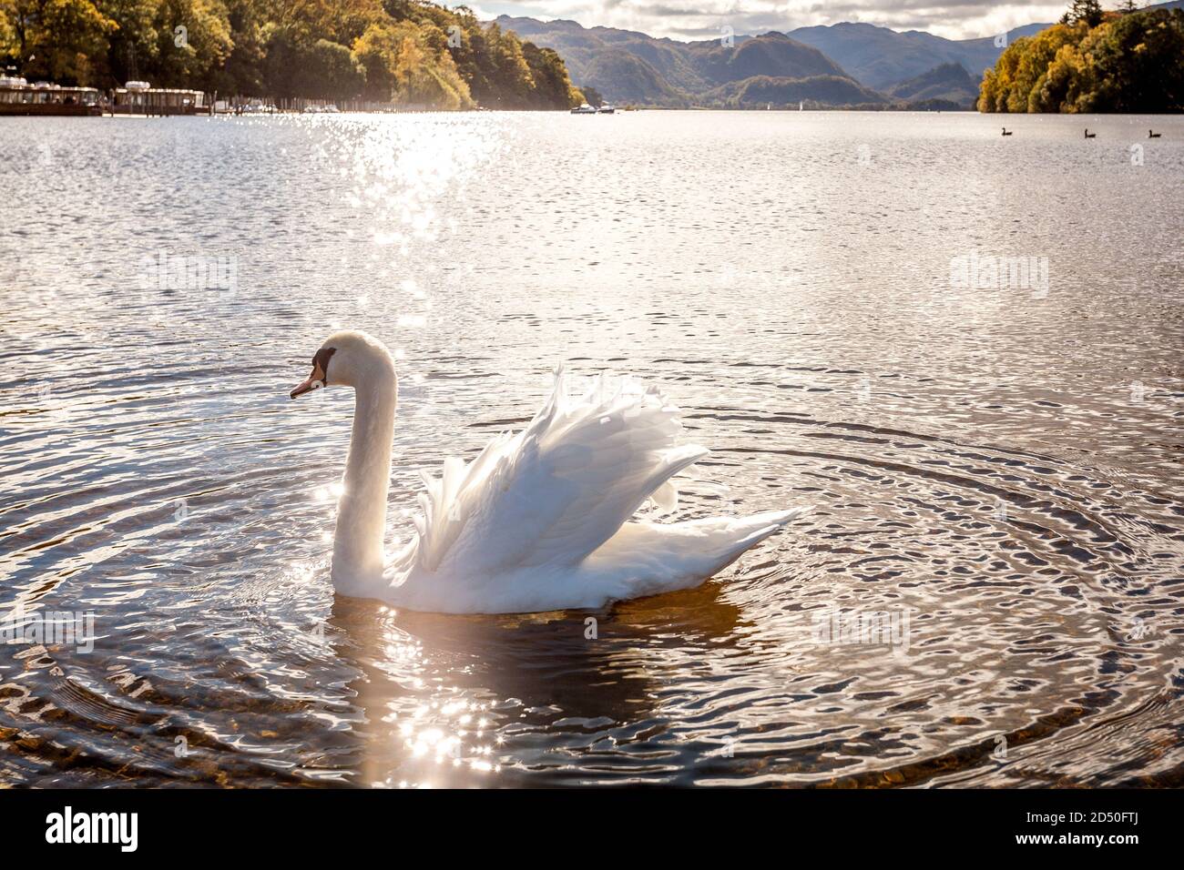 Swan gracefully moving across Lake Derwentwater in the English Lake District Stock Photo