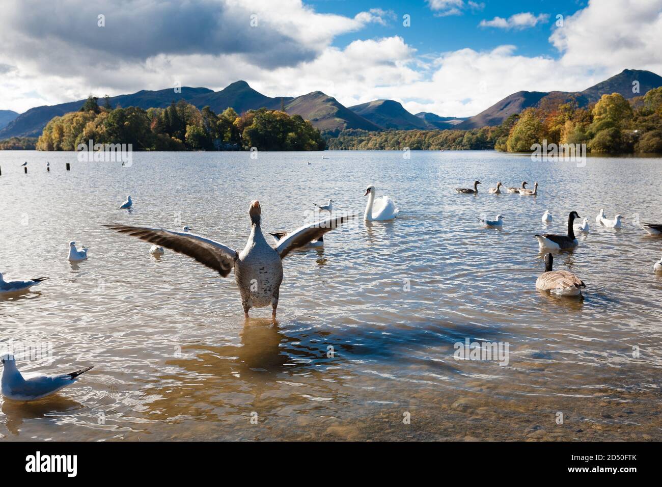 Birds in a tranquil bay on Lake Derwentwater in the English Lake District Stock Photo