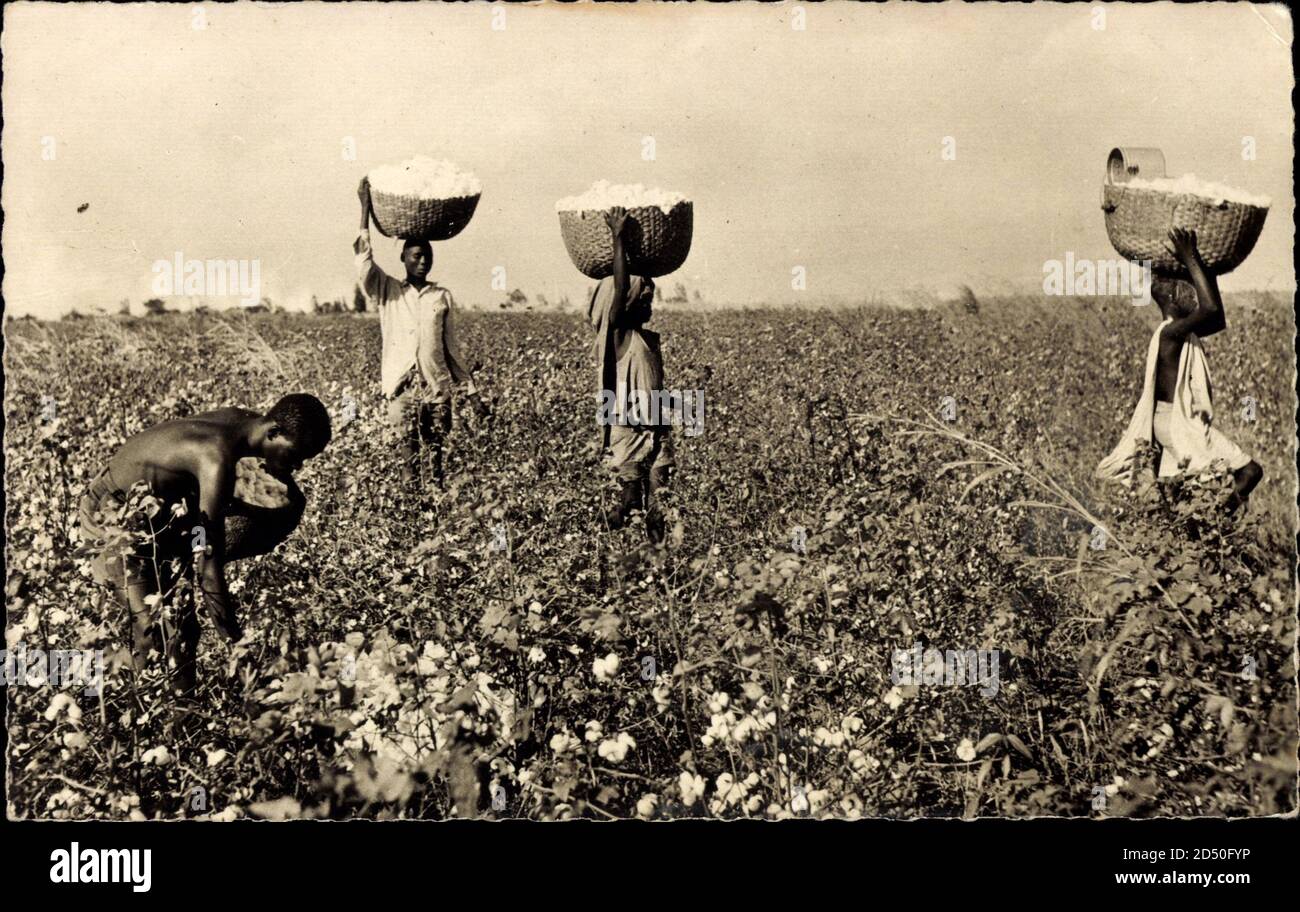 L'Afrique Noire, Récolte du Coton, Baumwollsammler im Feld | usage worldwide Stock Photo