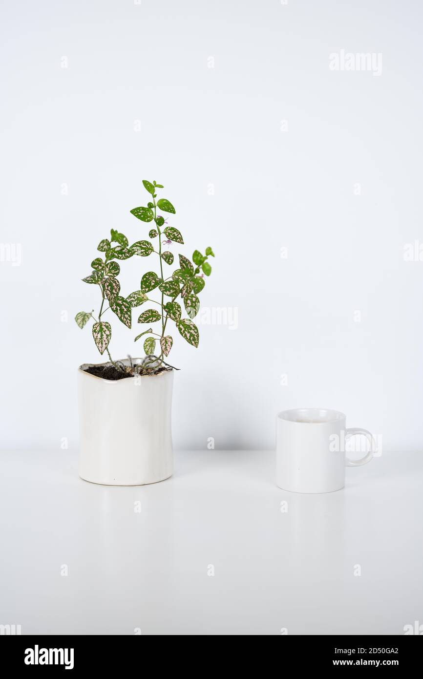 White mug and a white flower pot with green leafy plant inside on a white table Stock Photo