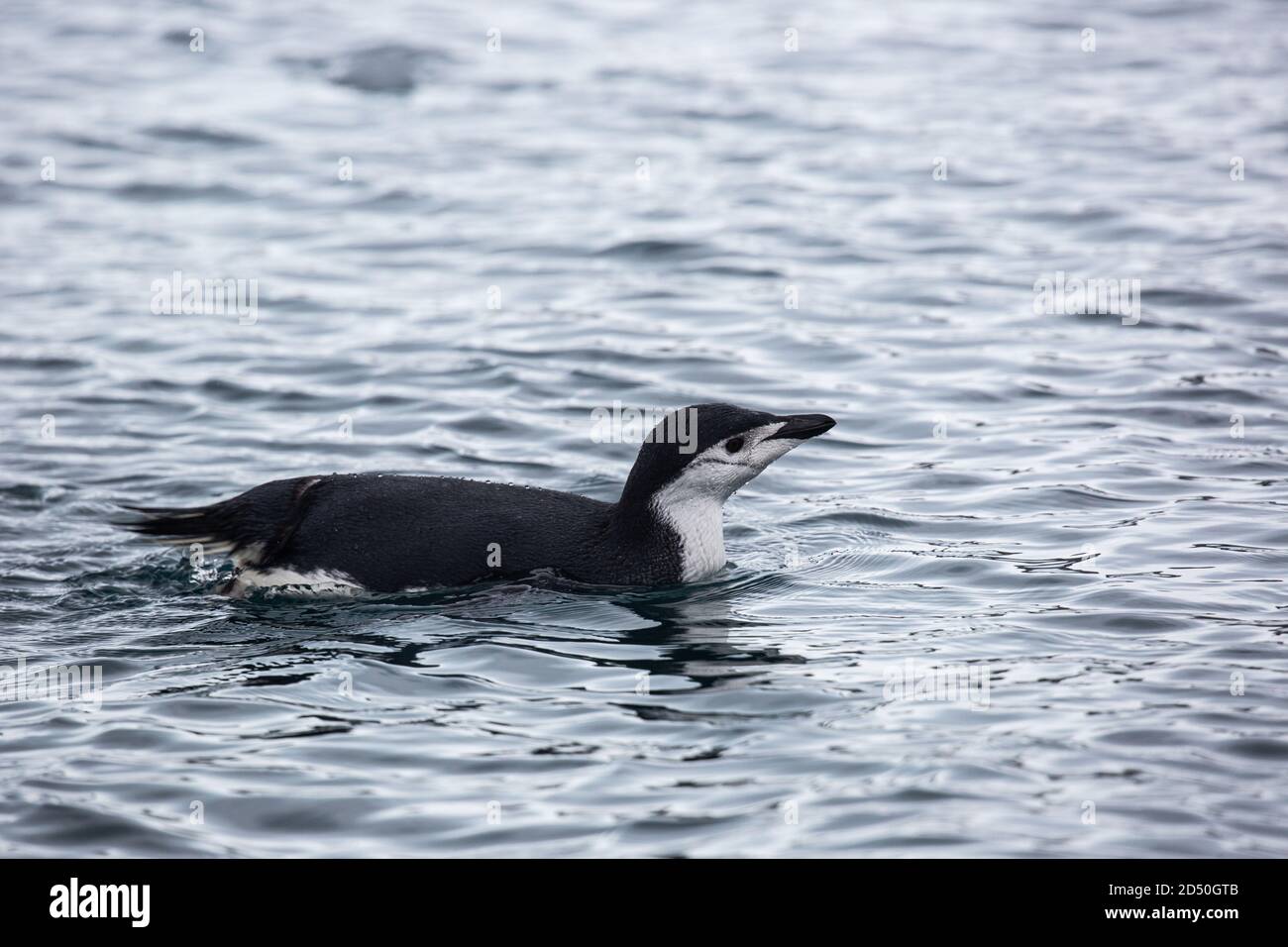 Chinstrap penguins (Pygoscelis antarctica). These birds feed almost exclusively on krill. They inhabit the Antarctic and Antarctic islands. They migra Stock Photo