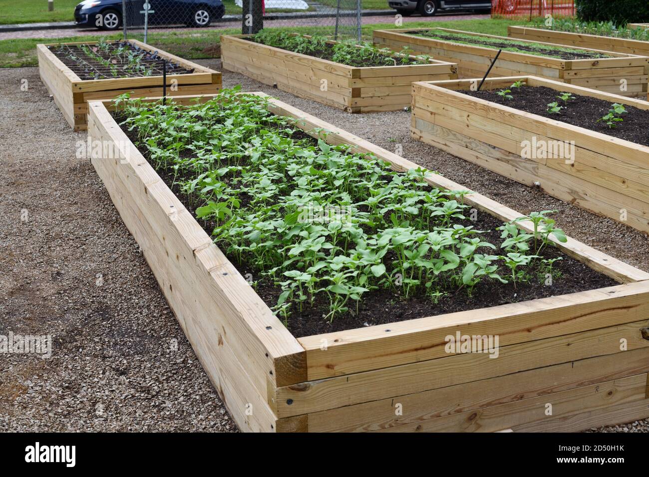 Urban Gardens as a 19th Century English Village with Soil Plots Set Against English Street Names and Red Brick Architecture with New Plants Growing. Stock Photo