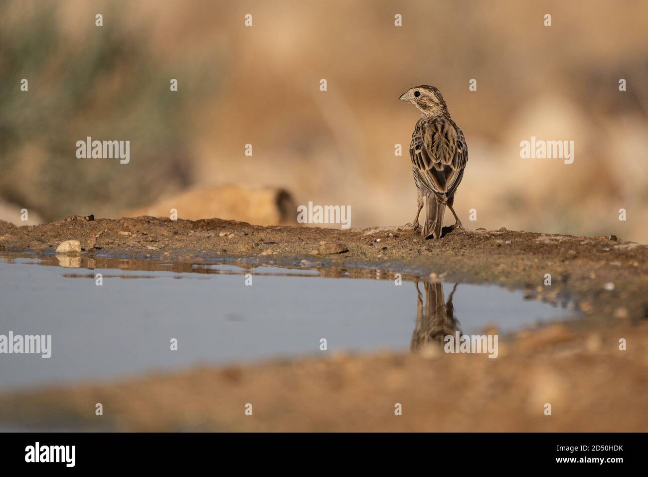 Corn Bunting (Emberiza calandra) Drinking water. Photographed in Israel