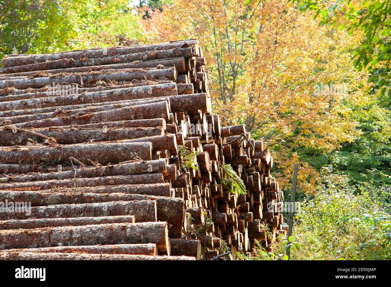 Pile logs among autumn hi-res stock photography and images - Alamy