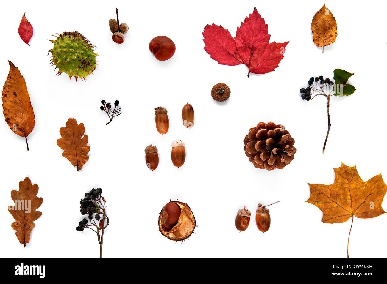 Autumn composition. Pattern made of dried leaves, branches, pine cones, berries, chestnuts and acorns isolated on white background. Template mockup Stock Photo