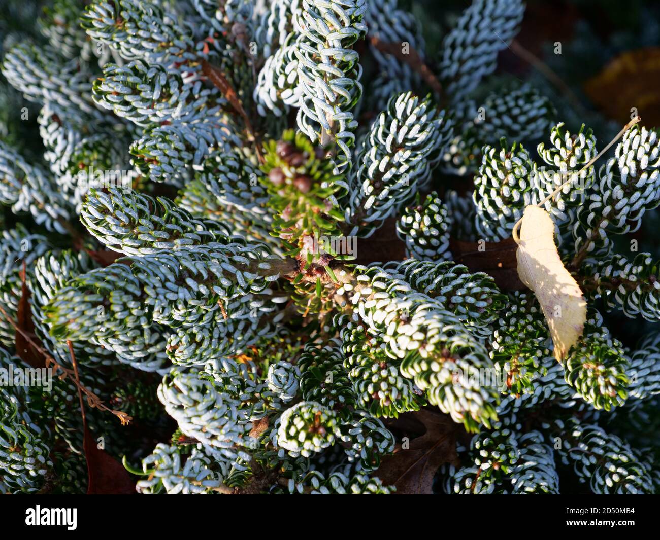 Leaves of Abies koreana Ice Braker. Stock Photo
