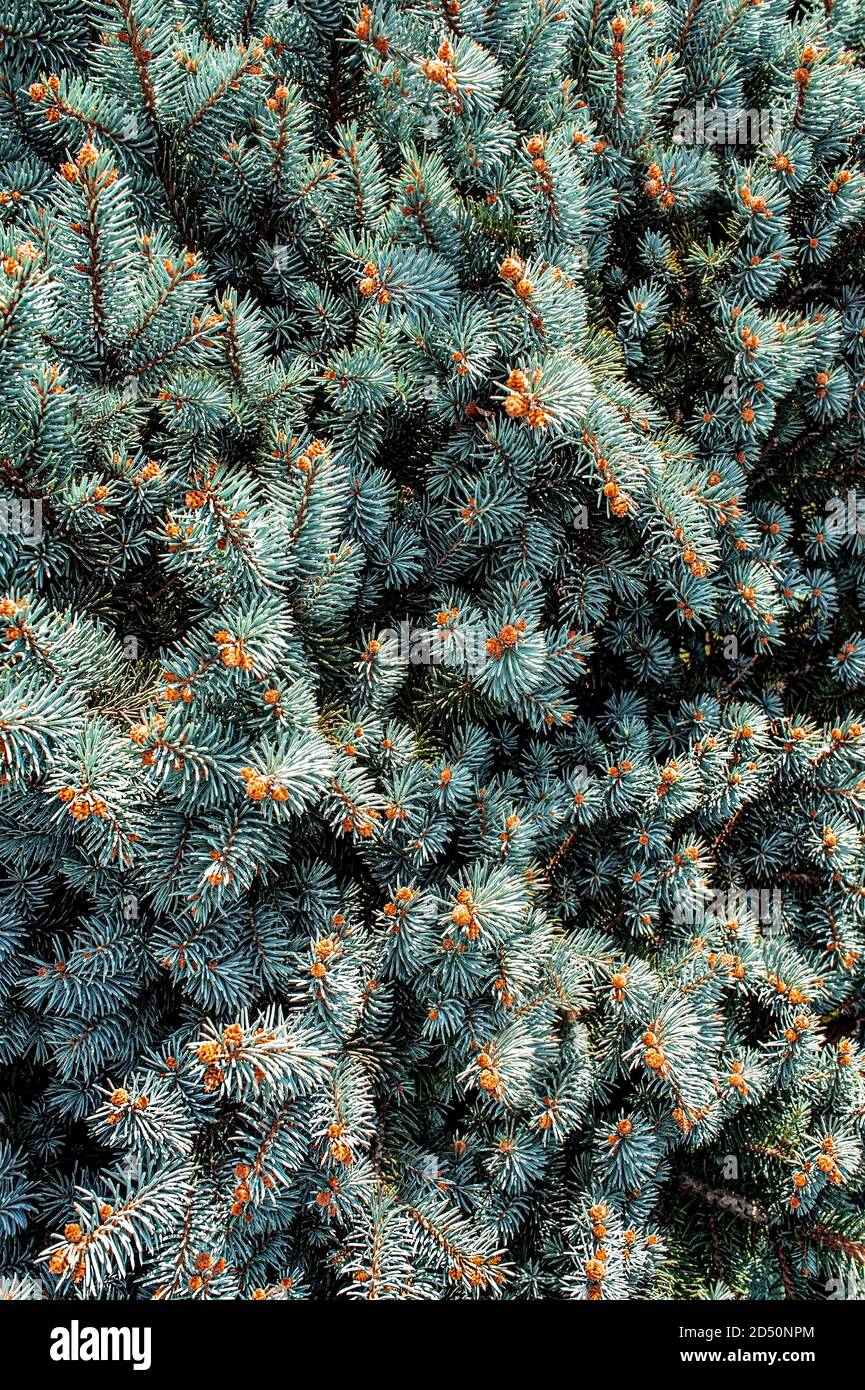 Natural Background from twigs of blue spruce or pine with small cones close-up. Christmas tree. Copy space Stock Photo