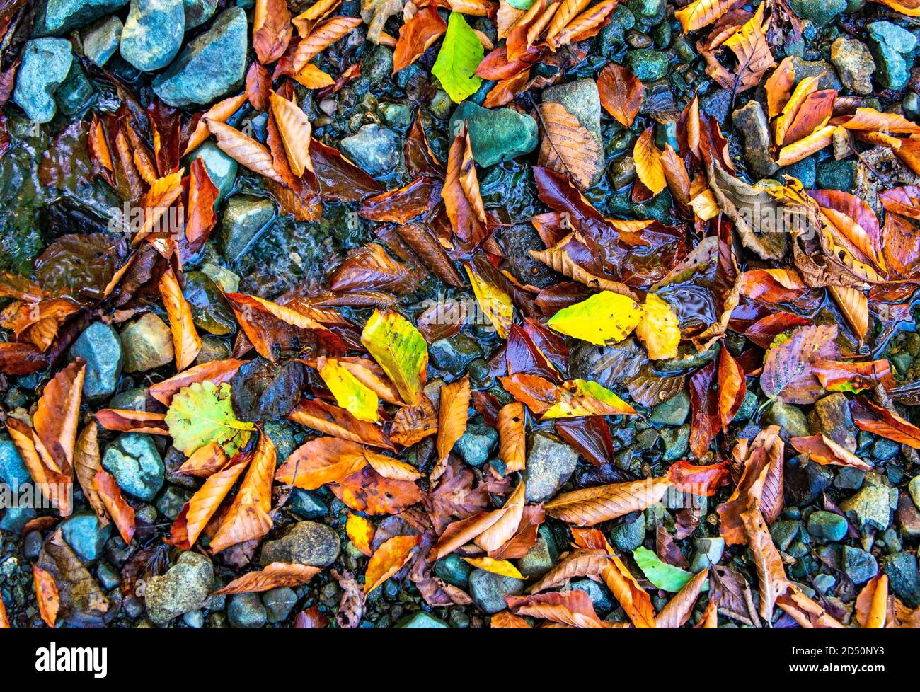 Wet brown puddle texture hi-res stock photography and images - Alamy