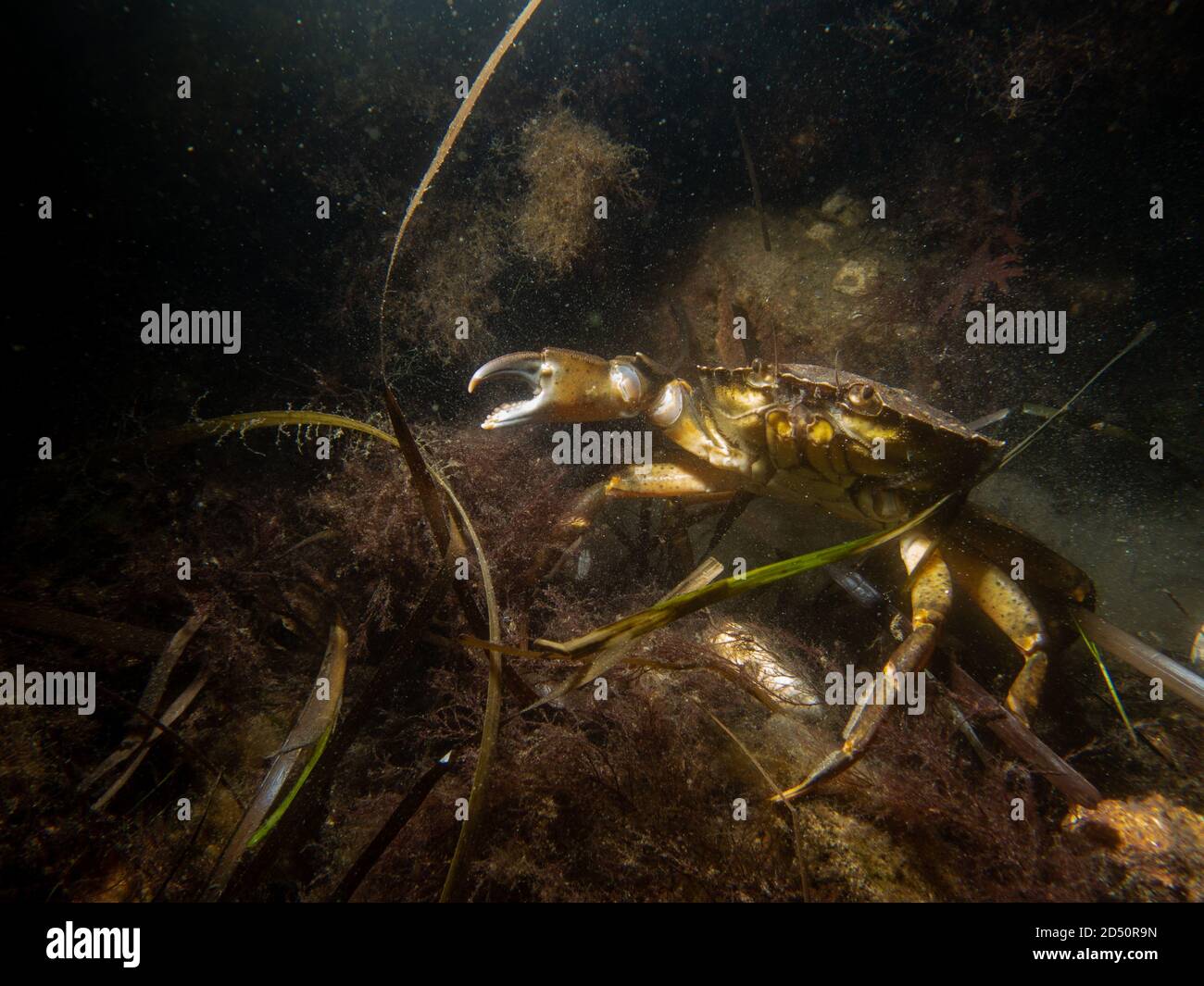 A closeup underwater picture of a crab and a bottle. Picture from Oresund, Malmo in southern Sweden. Stock Photo