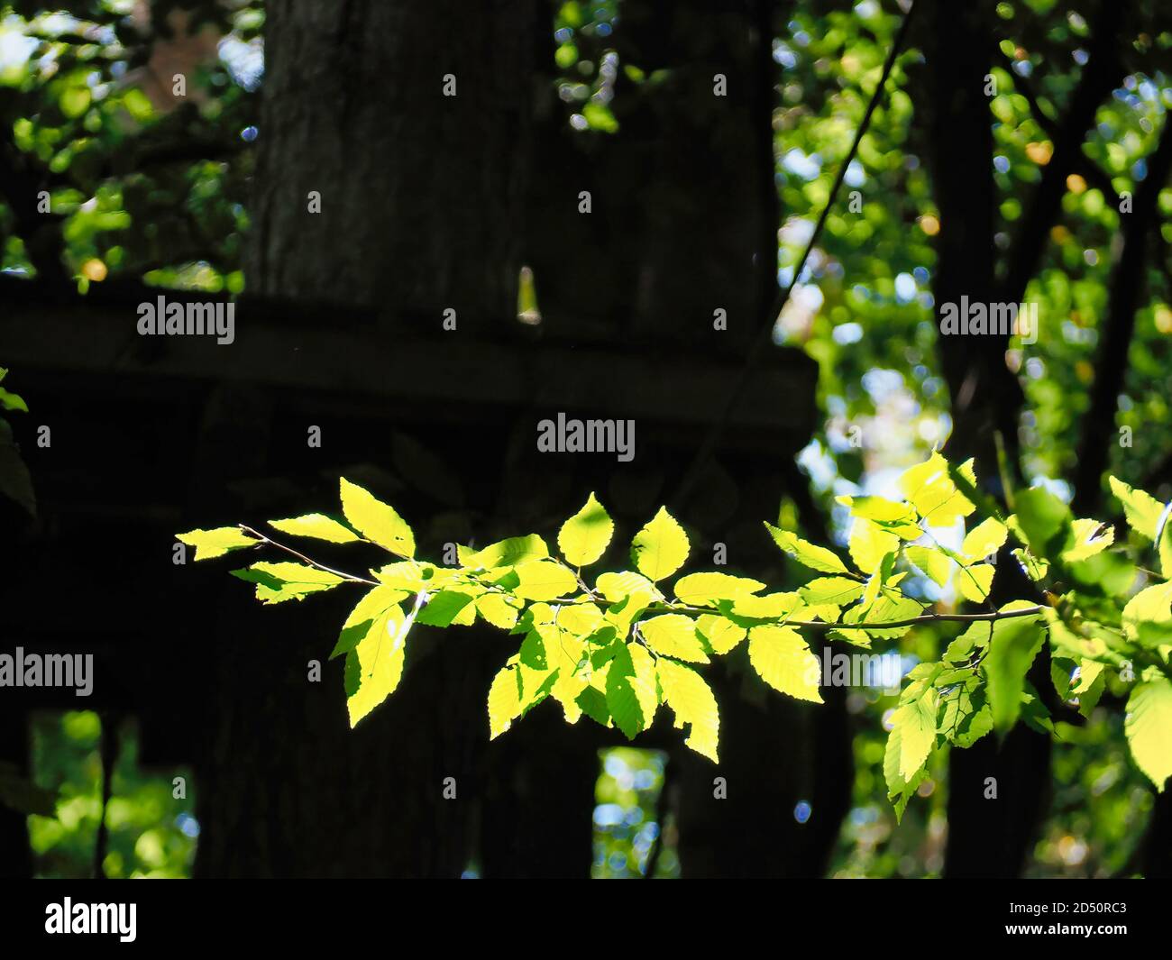 Selective focus shot of a tree branch with green leaves and sunlight ...