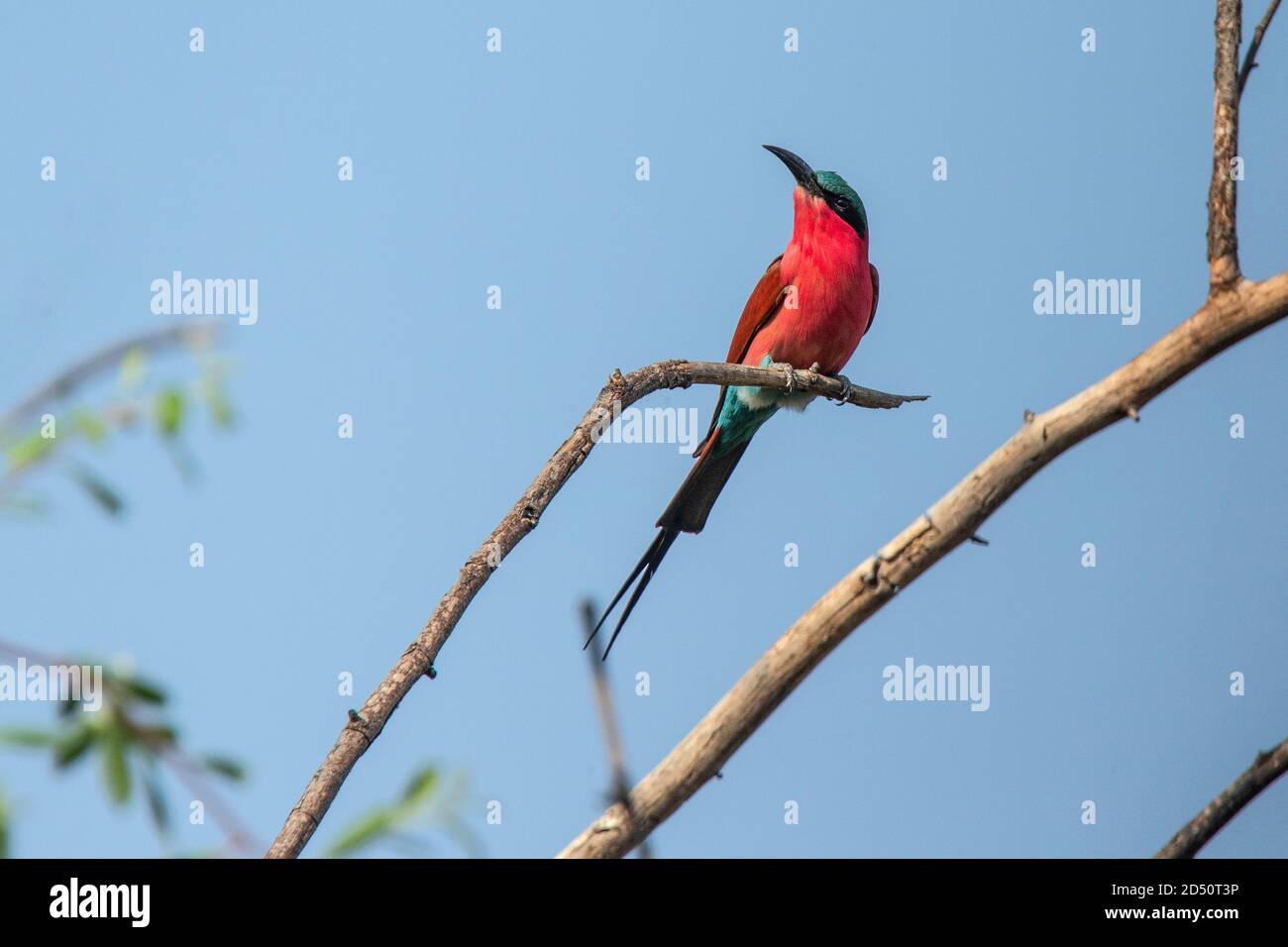 A colourful Southern Carmine Bee Eater perched with head cocked. Stock Photo