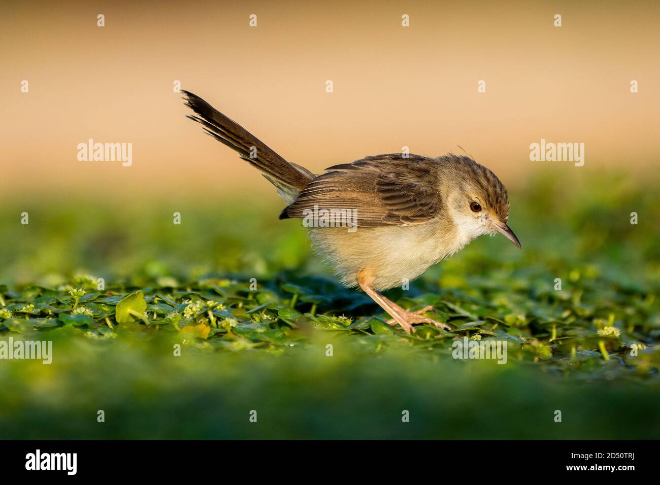 Graceful Prinia (Prinia gracilis) on a branch, Photographed in the Hefer Valley, israel Stock Photo