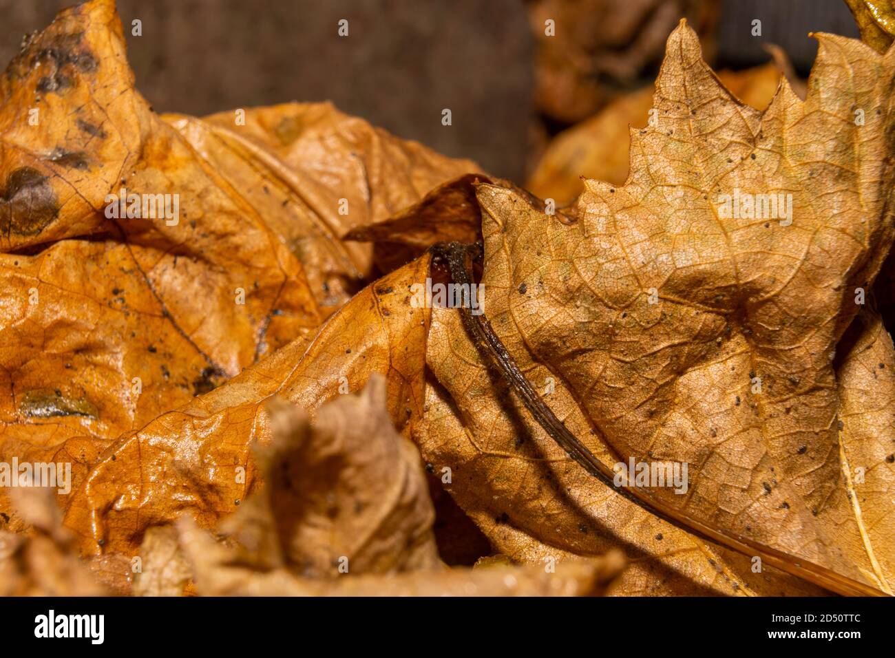 A closeup picture of autumn yellow leaves. Picture from Scania county, Sweden Stock Photo