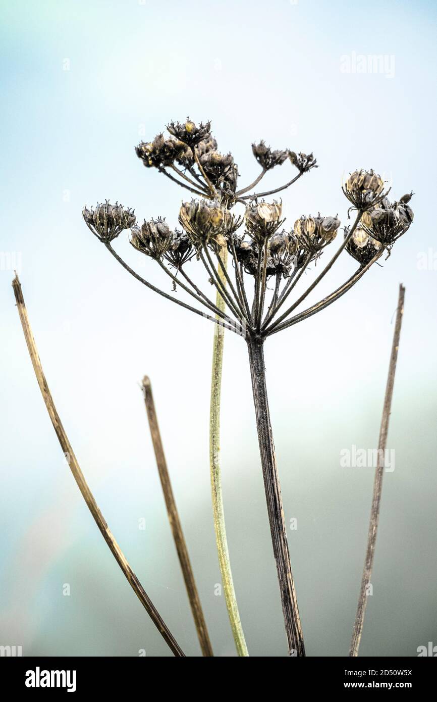 Cow Parsley seed heads against a blurred background Stock Photo Alamy