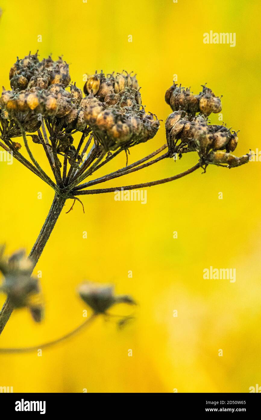 Parsley Seed High Resolution Stock Photography and Images Alamy
