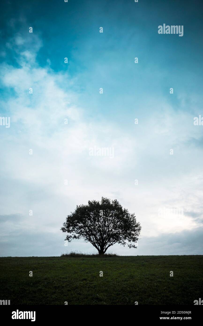Single tree against dark sky hi-res stock photography and images - Alamy