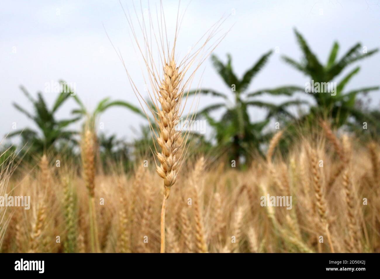 What happened to pickle wheat from swamp people hi-res stock ...