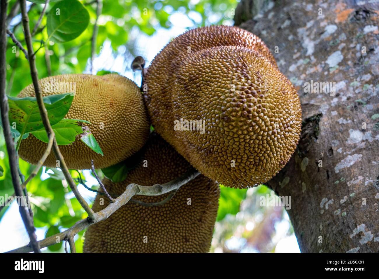 Jackfruit Tree or Bread Tree and young Jackfruits Stock Photo