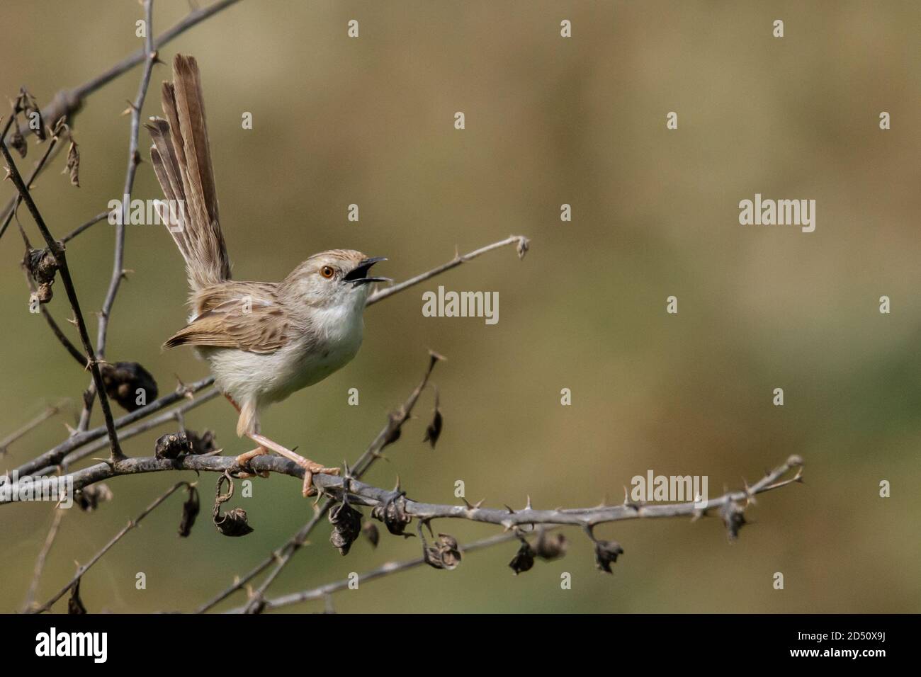 Graceful Prinia (Prinia gracilis) on a branch, Photographed in the Hefer Valley, israel Stock Photo