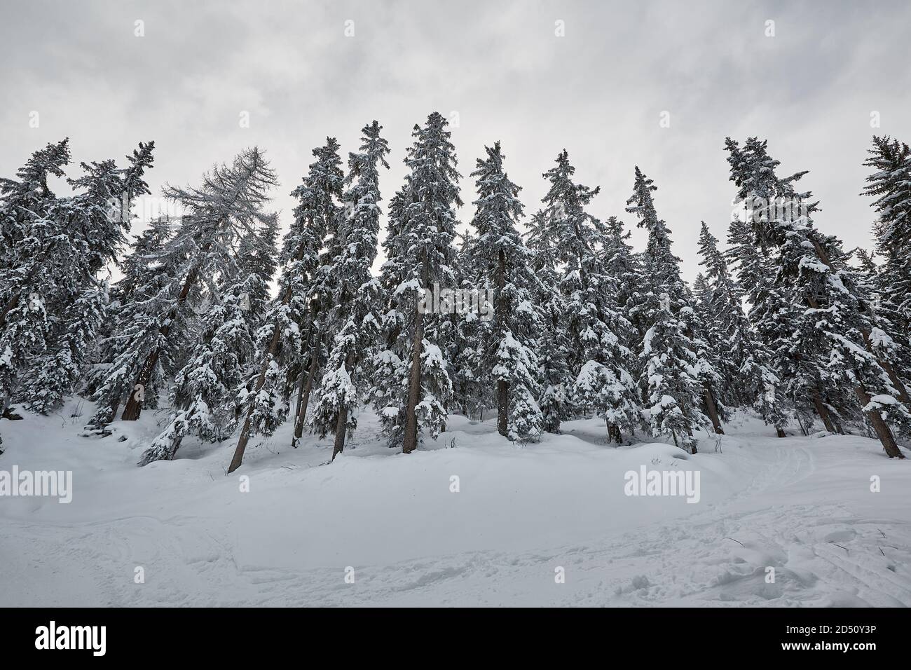Alpine winter scene pine trees hi-res stock photography and images - Alamy