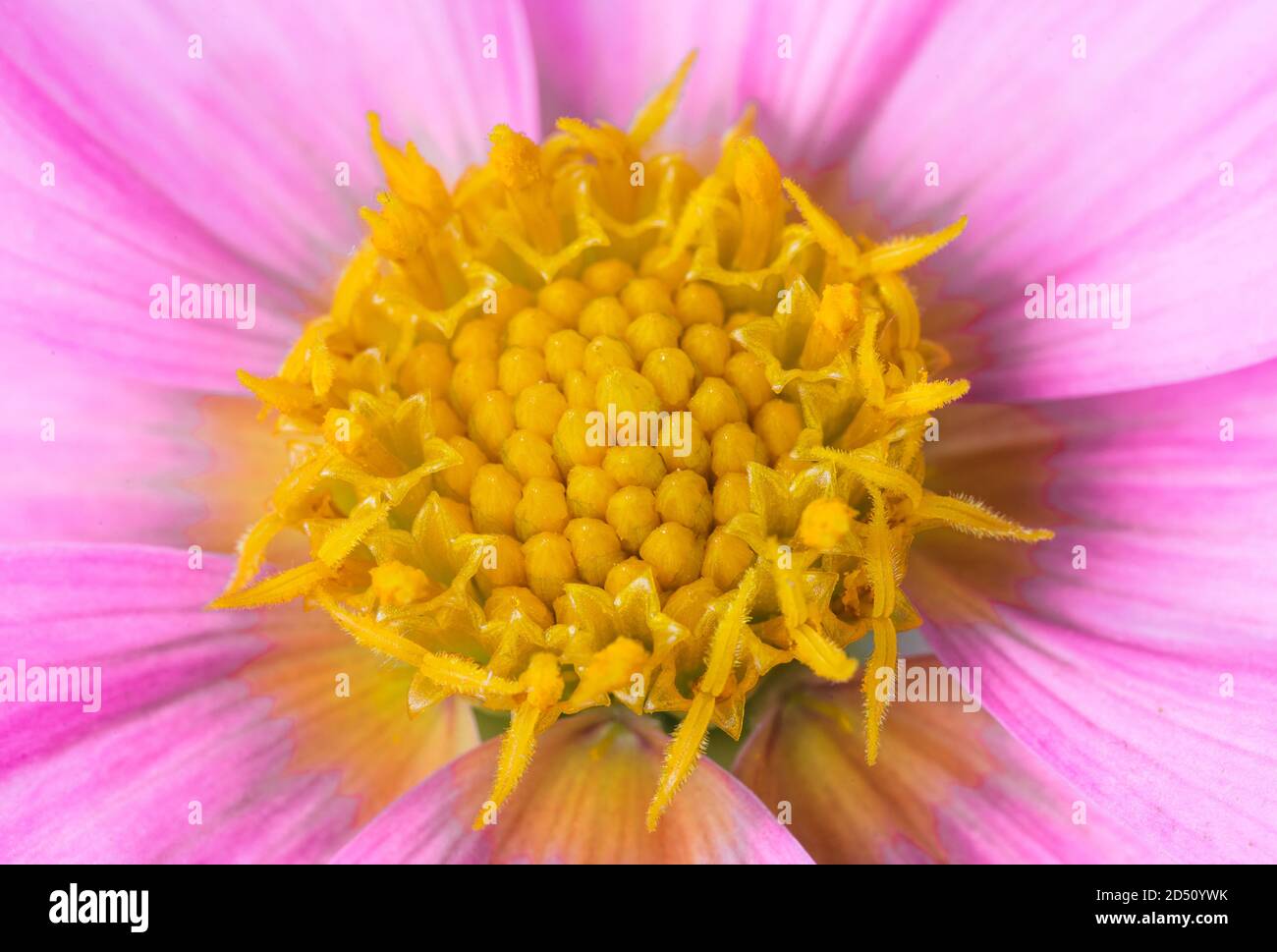 Yellow center of pink beautiful dahlia flower showing fibonacci pattern Stock Photo