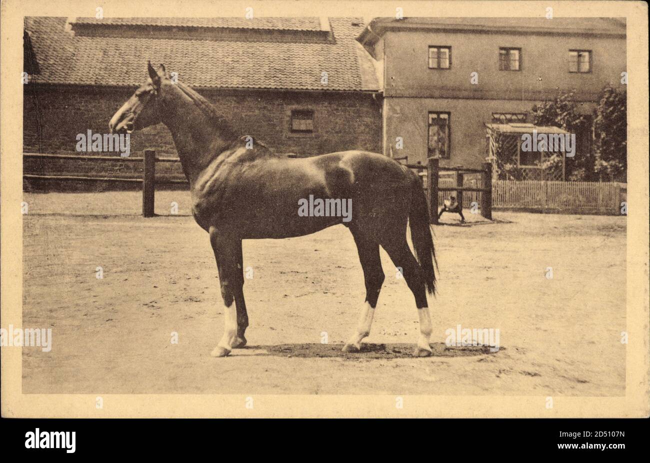 Pferd Bilder Anglo Araber Prince Paris Vollblut 1880 26 Faksimile 