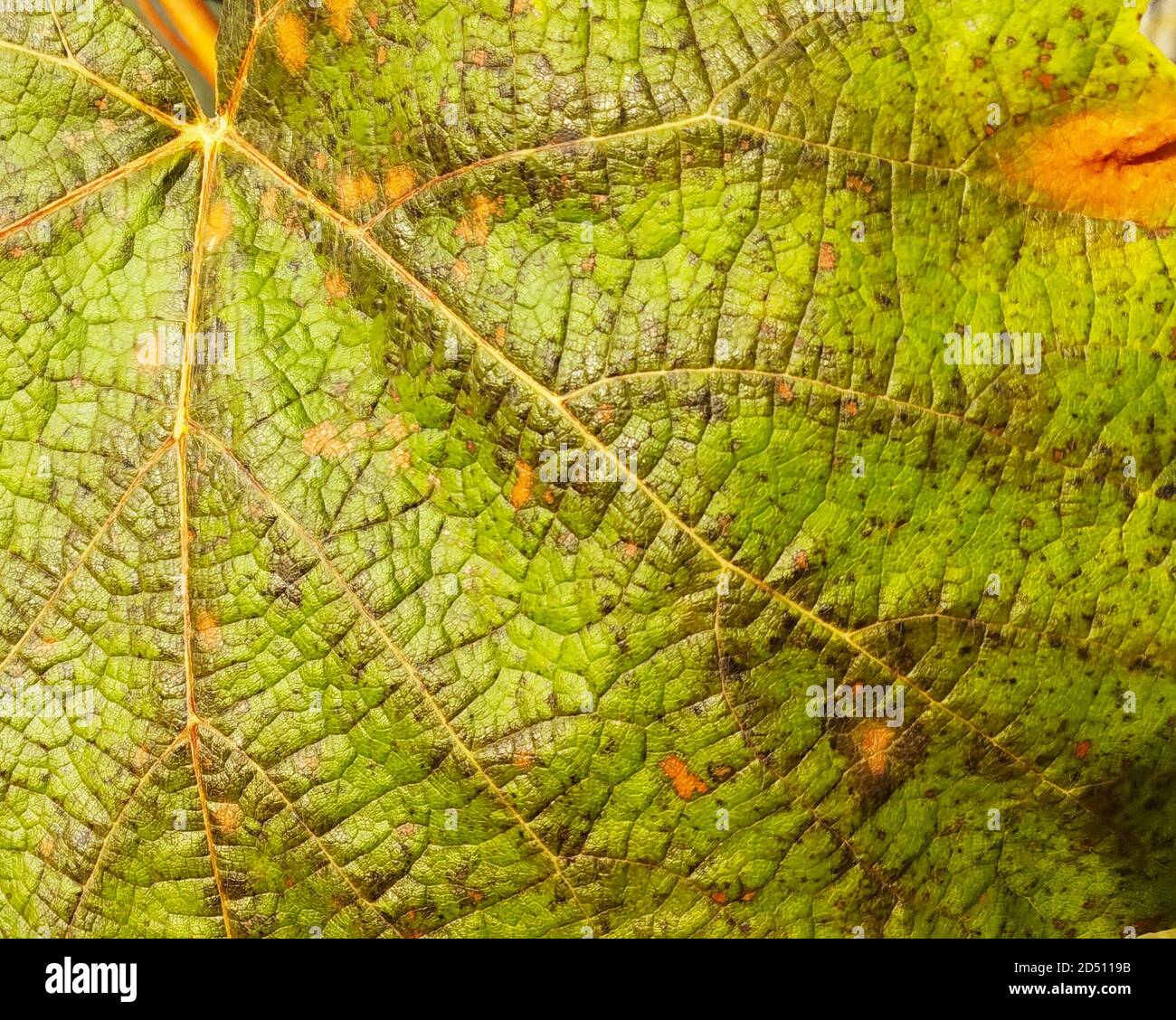 The Texture of the sheet of grape at autumn length of time. Beautiful natural background close-up Stock Photo