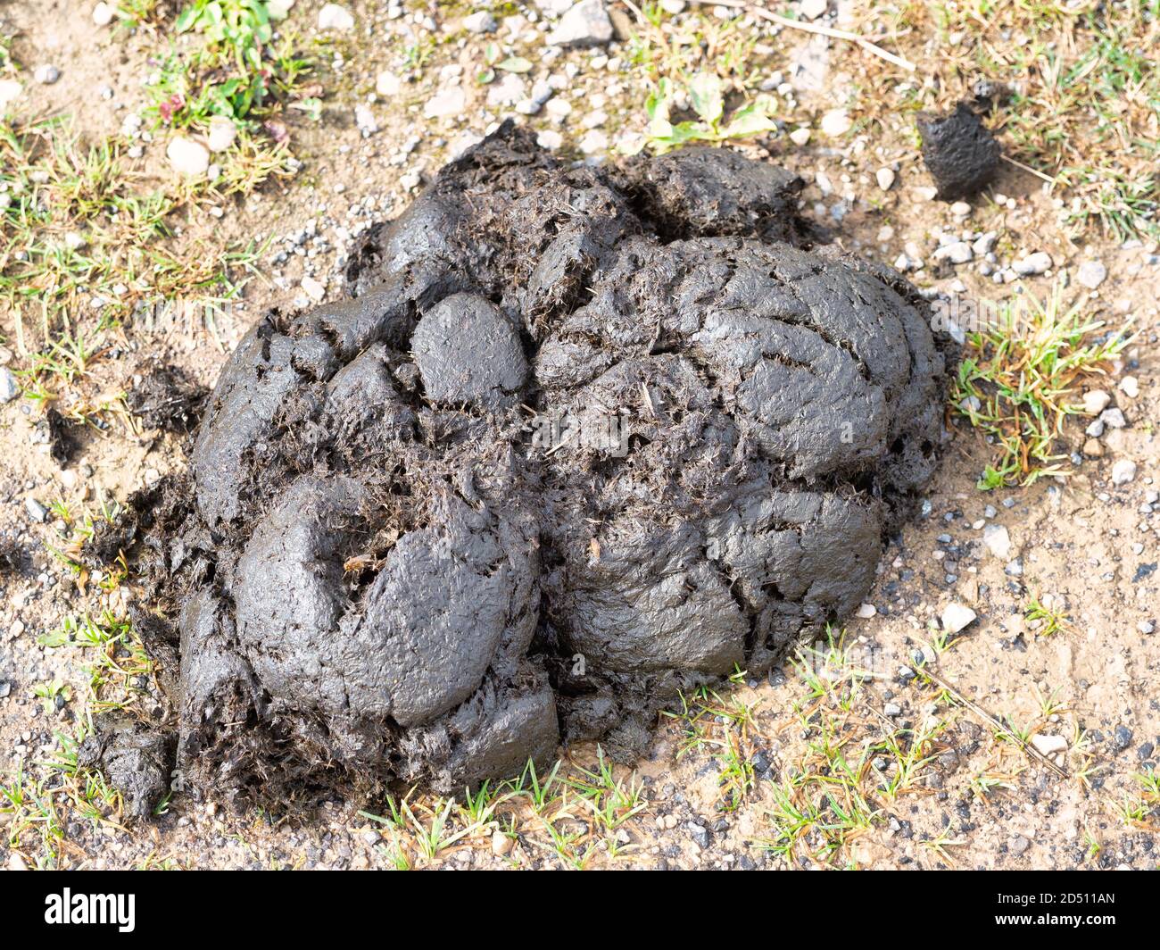 Closeup Shot Of Cow Poop In Asturias Spain Gross Concept Stock Photo closeup-shot-of-cow-poop-in-asturias-spain-gross-concept-stock-photo
