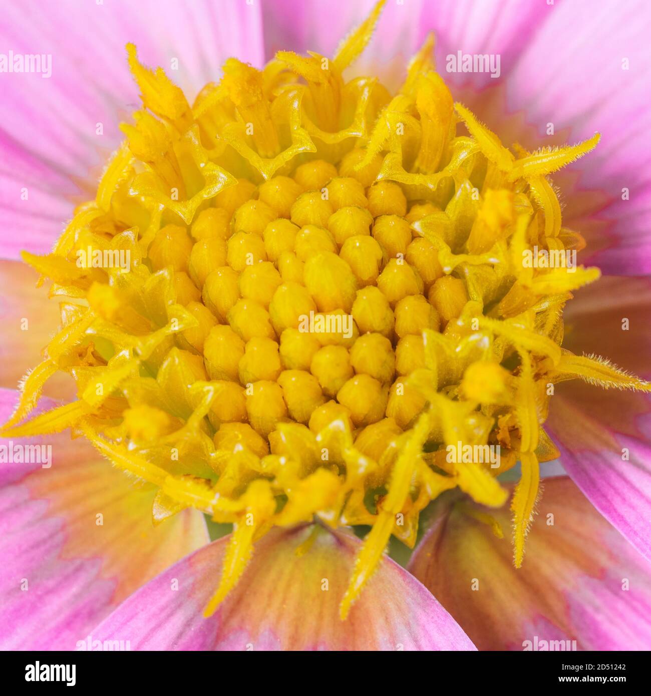 Yellow center of pink beautiful dahlia flower showing fibonacci pattern Stock Photo