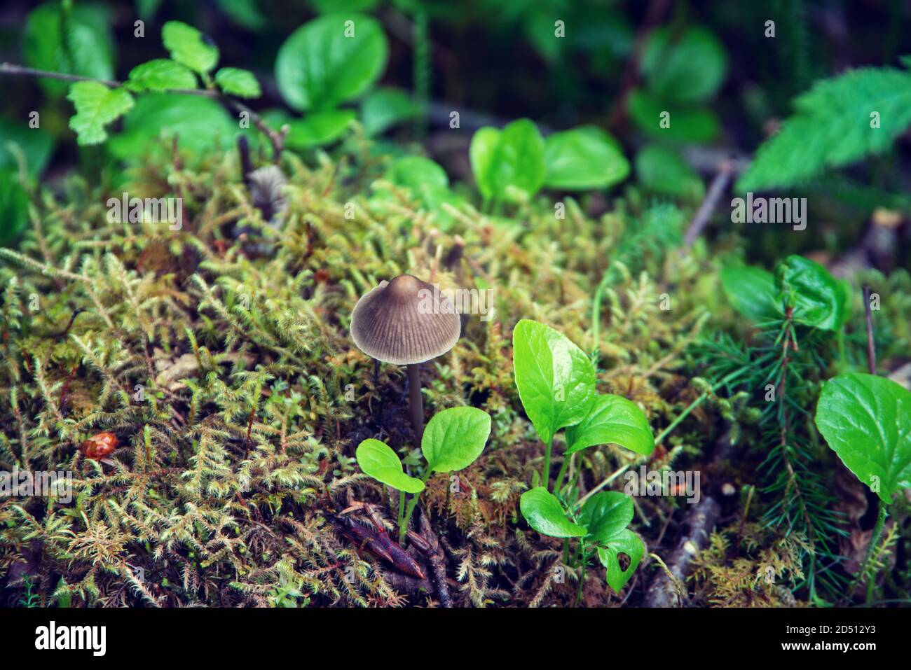 Small mushrooms growing on the forest floor Stock Photo Alamy