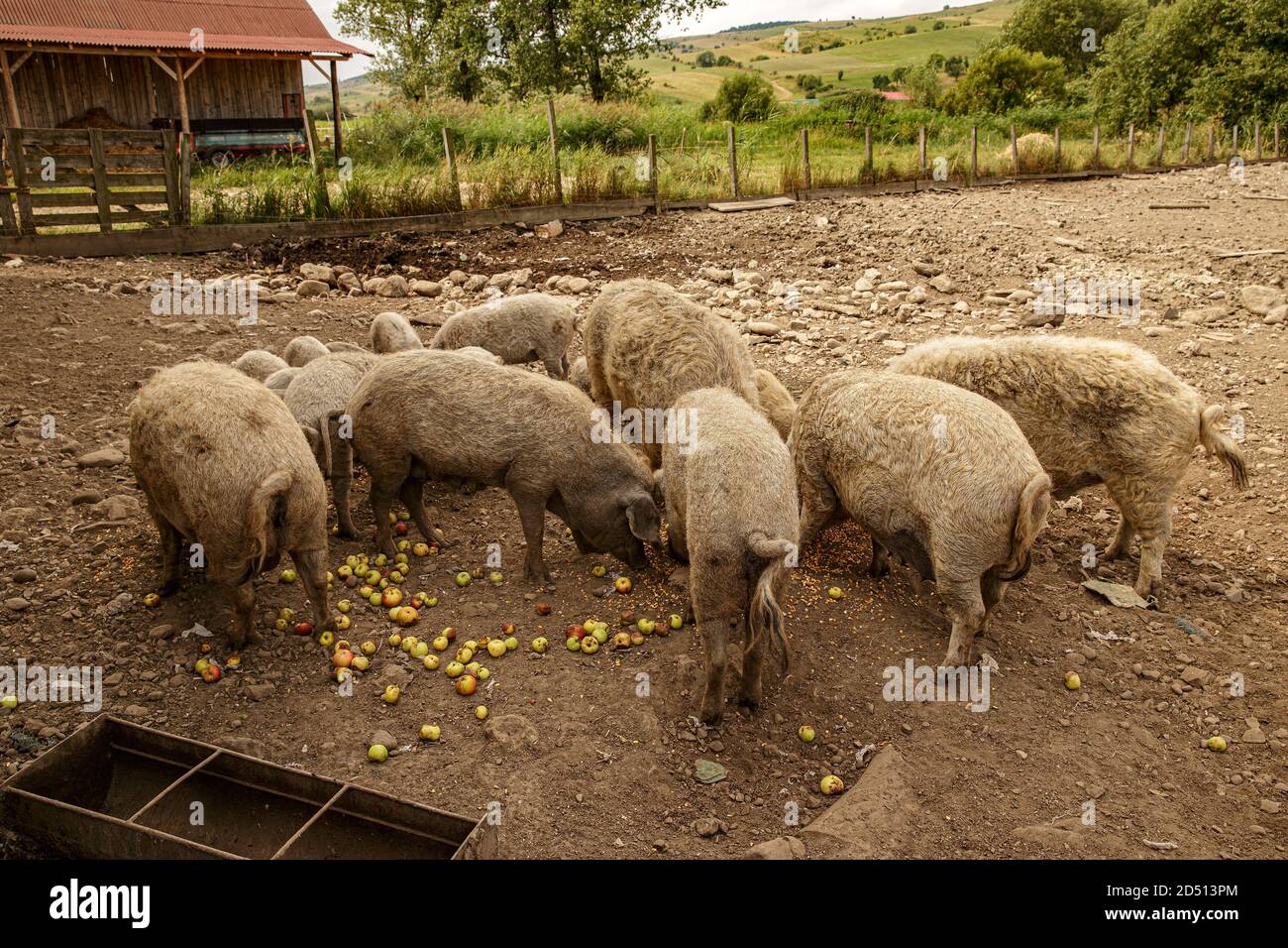 Hungarian breed curly haired mangalica pig Stock Photo