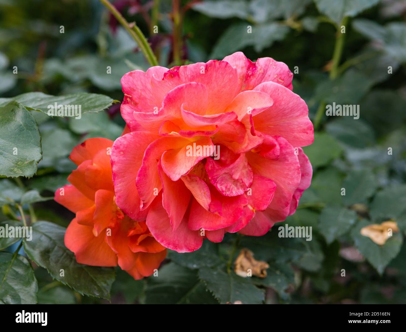 Beautiful pink flower of rose - woody perennial flowering plant Stock Photo