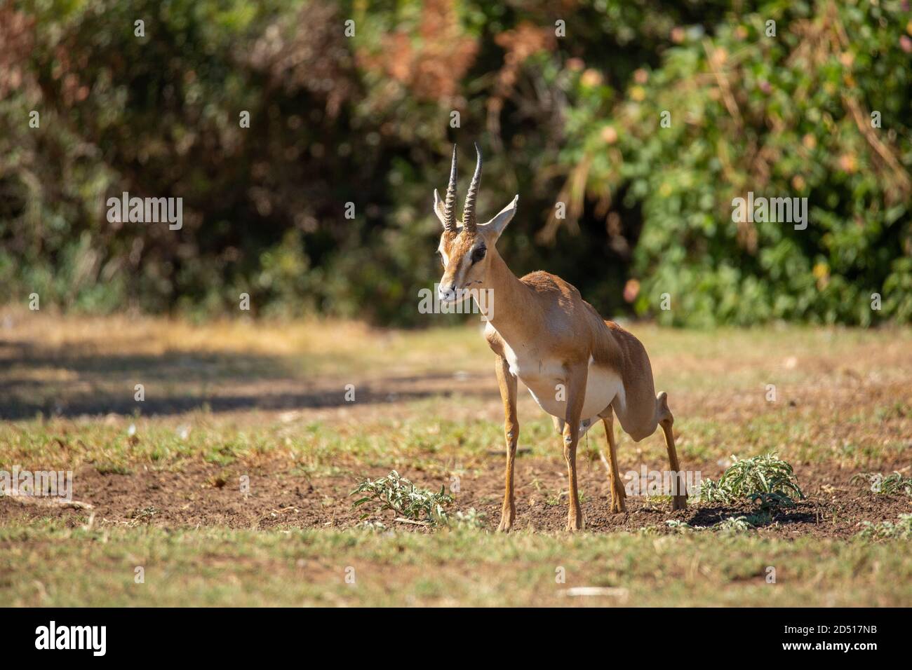 The mountain gazelle or the Palestine mountain gazelle (Gazella ... The mountain gazelle or the Palestine mountain gazelle (Gazella ...