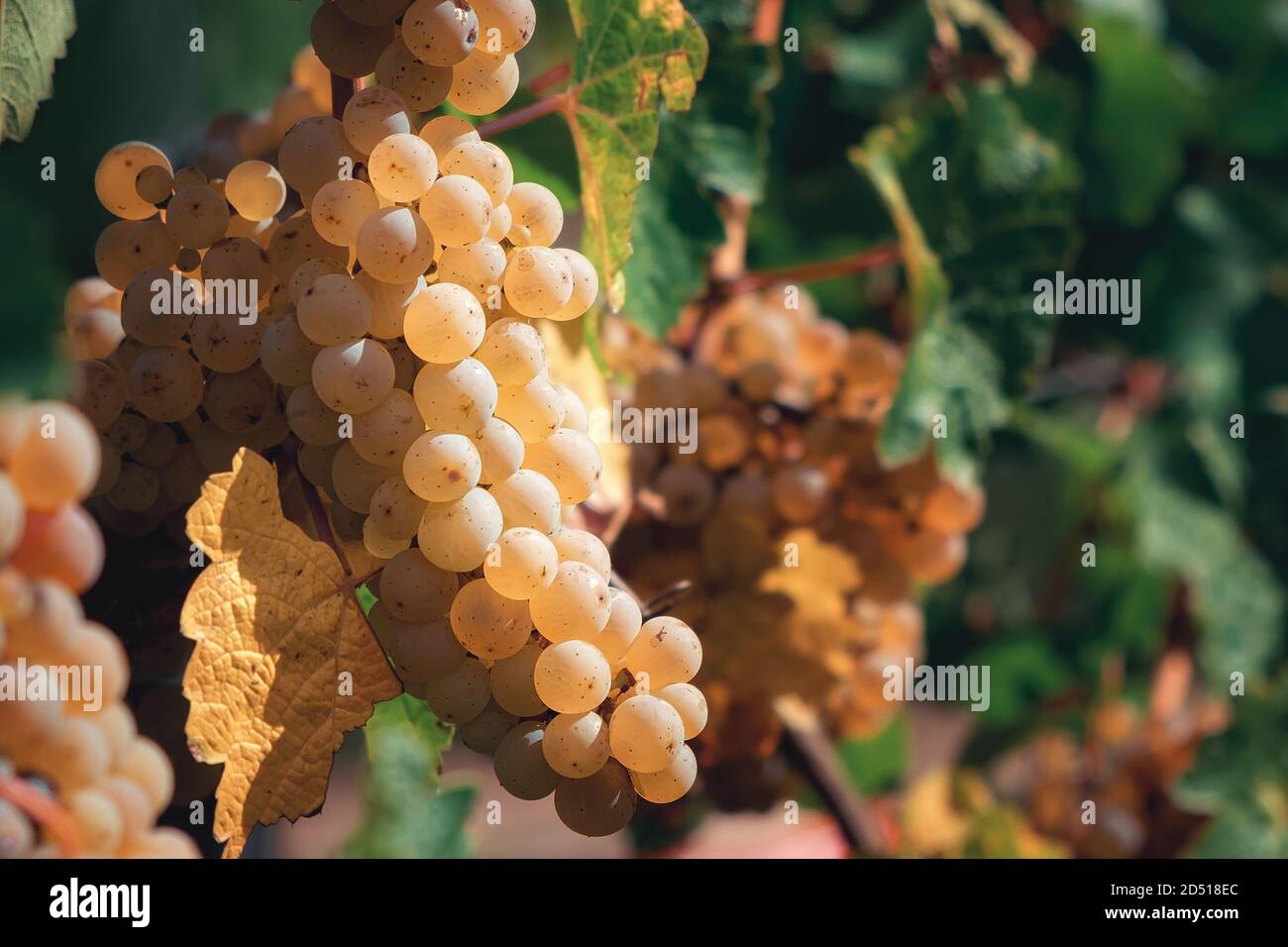 vintage, grapes, closeup of grapes, grapevine Stock Photo Alamy