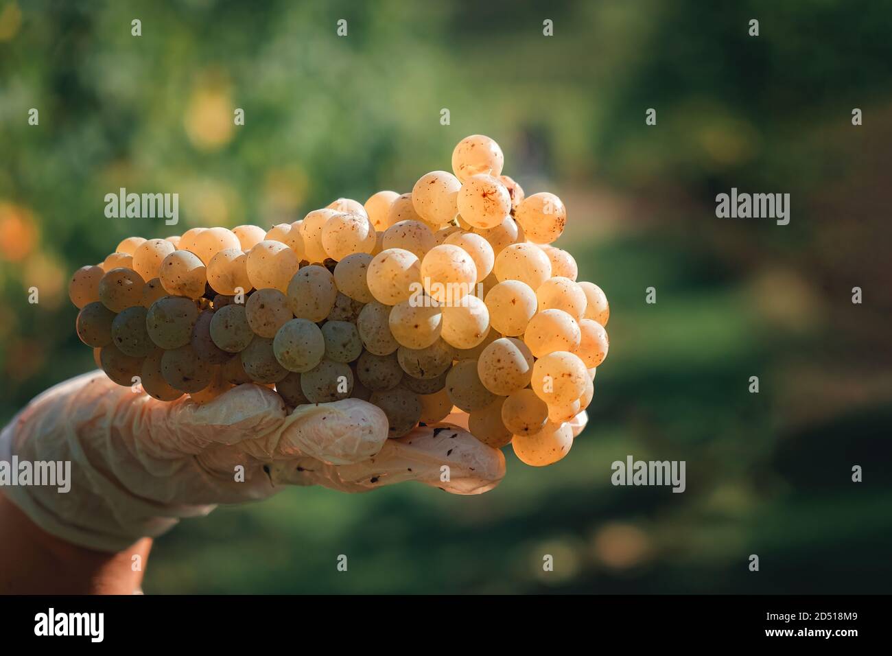 vintage, grapes, closeup of grapes, grapevine Stock Photo Alamy