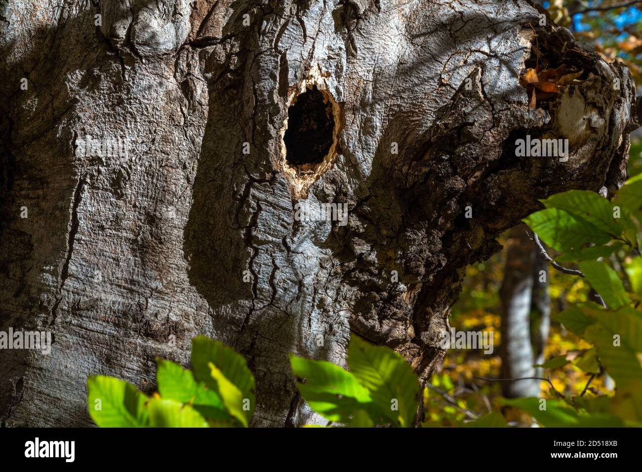 Bird nest in a tree trunk Stock Photo