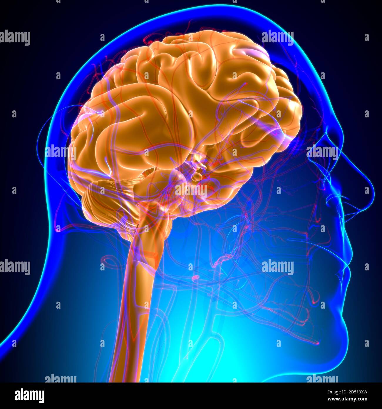 Human Brain Anatomy For Medical Concept 3D Illustration Stock Photo - Alamy