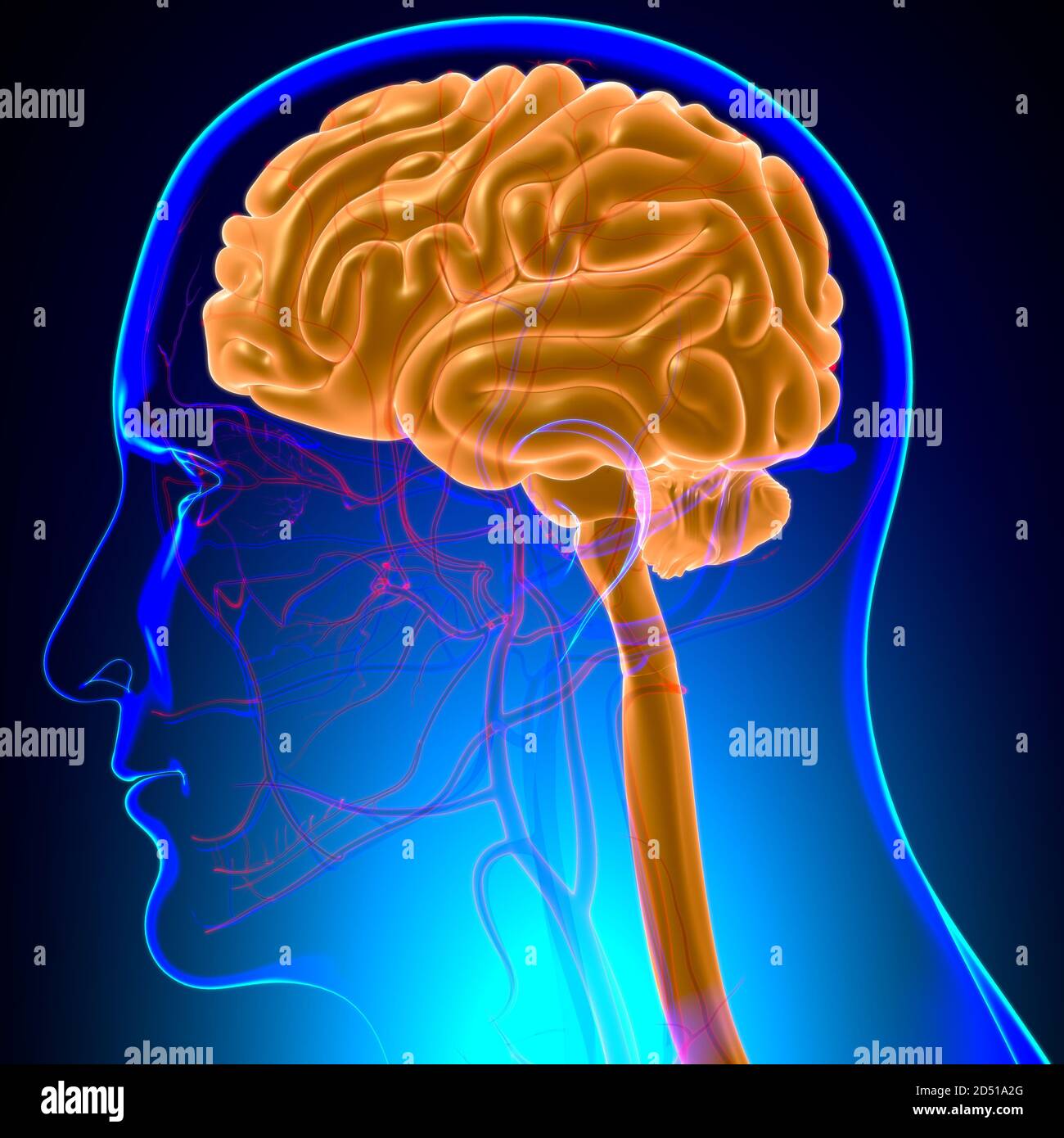 Human Brain Anatomy For Medical Concept 3D Illustration Stock Photo - Alamy
