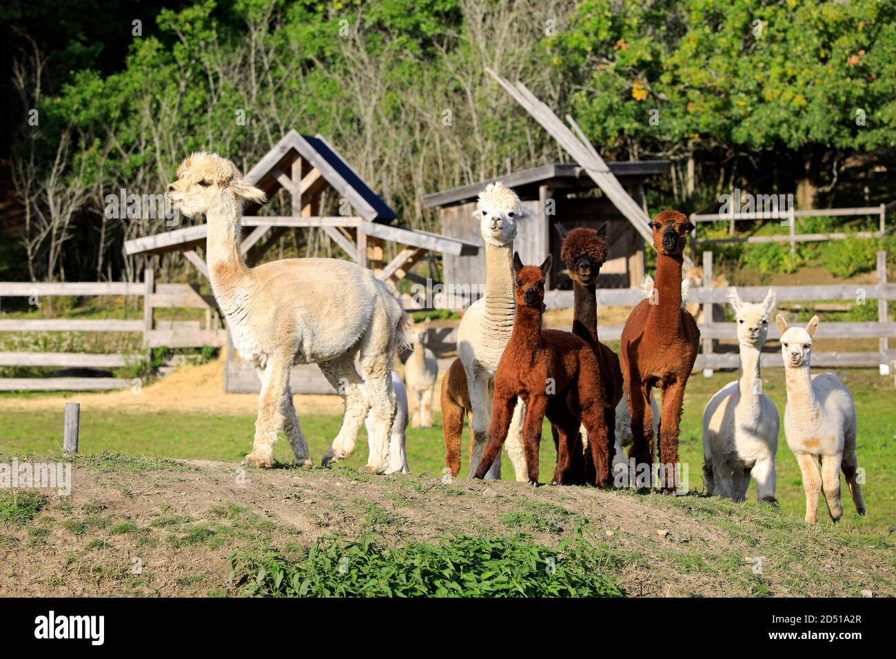 Herd of brown and white Alpacas, Vicugna pacos, following the leader on the meadow of alpaca farm. Alpacas are friendly and sociable animals. Stock Photo